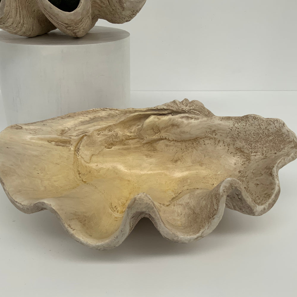 Giant Clam Shell Sculpture | 66cm Wide | Large