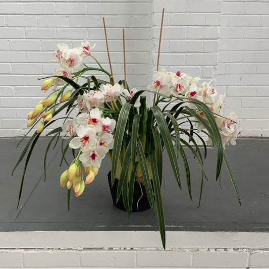 CYMBIDIUM ORCHID | PINK 110CM MULTI-STEM | HIGH QUALITY ARTIFICIAL ARRANGEMENT