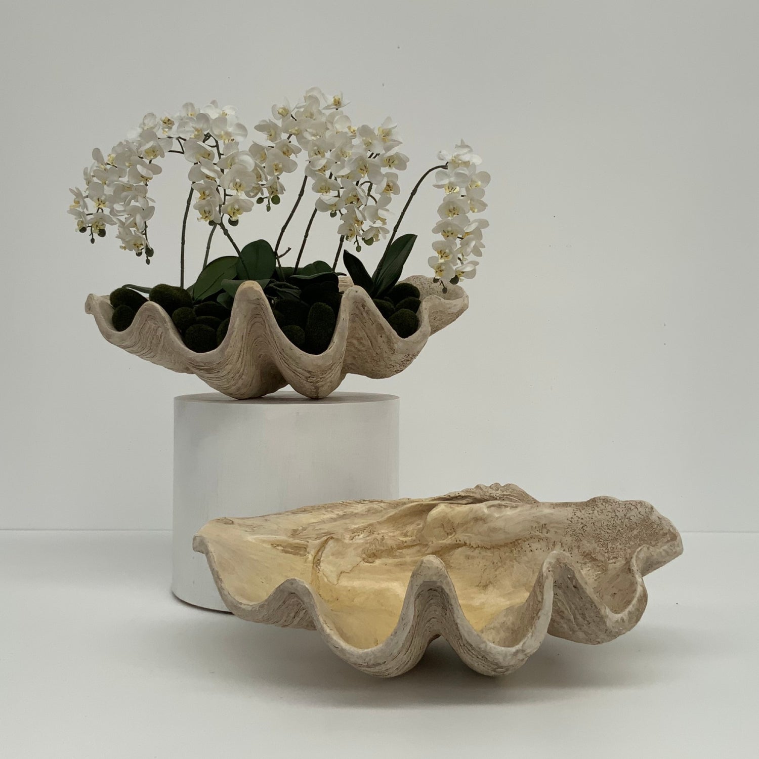 Giant Clam Shell Sculpture, 66cm Wide