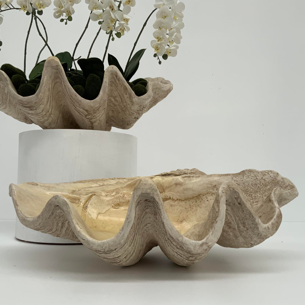 Giant Clam Shell Sculpture | 66cm Wide | Large