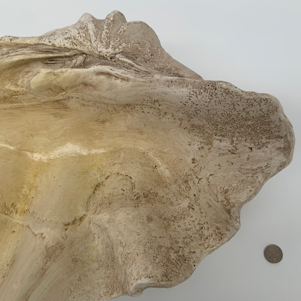 Giant Clam Shell Sculpture | 66cm Wide | Large – decorista.au